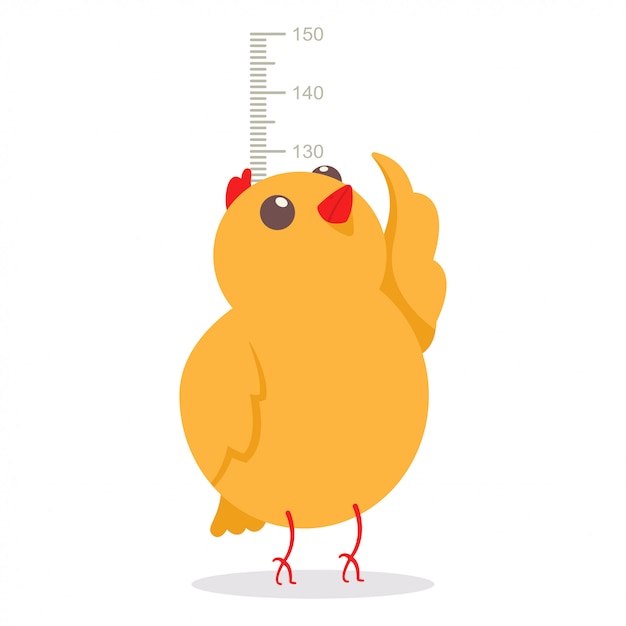 Nettes kleines huhn, welches die höhe auf meterwanddiagramm-wachstumsgröße misst.