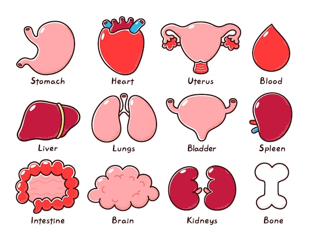 Niedliche gesunde menschliche organe set vektorlinie cartoon-illustrationssymbol isoliert auf weißem hintergrund knochenmagenherzgebärmutterblutleberlungeblasenpleeintestinenieren bündelsammlung
