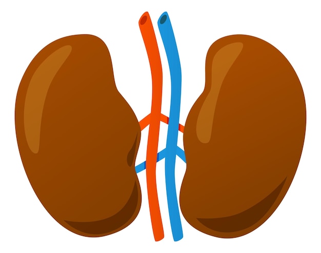 Nieren-cartoon-symbol farbsymbol der menschlichen anatomie