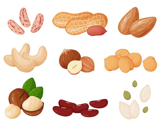 Nüsse und Samen im Cartoon-Stil Cashew Haselnuss Mandel Erdnuss Pistazien Macadamia Pumpki