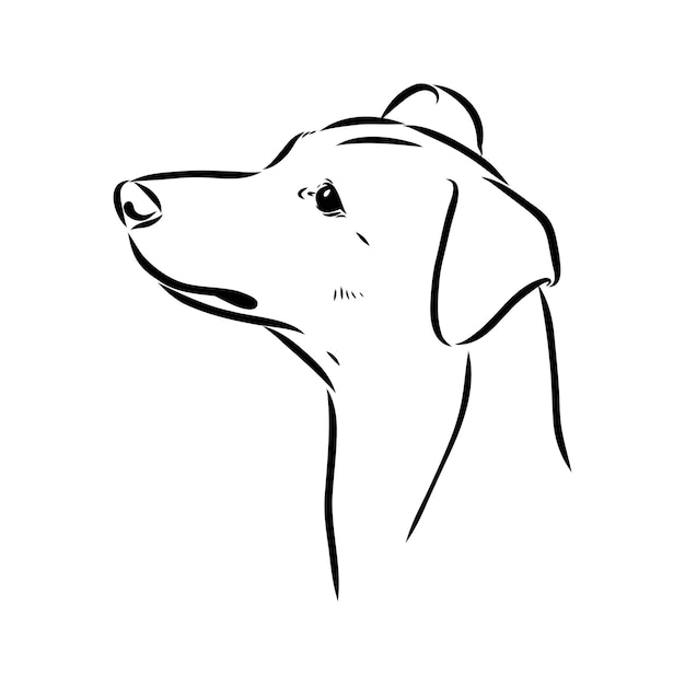 Österreichische pinscher-vektorskizzenillustration