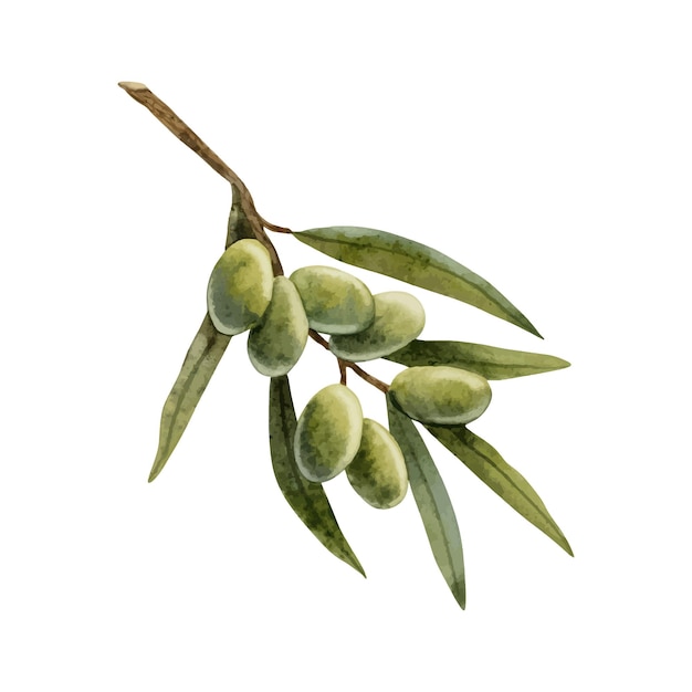 Vektor olivenbaumzweig mit grünen beeren aquarell-illustration botanischer clipart für kosmetika lebensmittel