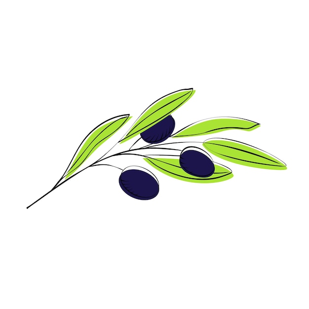 Olivenzweig mit dunkelblauen oliven für food-design, cafés, restaurants, catering-lieferung