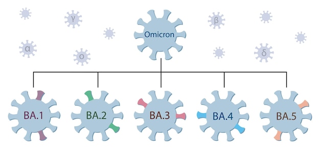 Omicron-Variante und ihre wichtigsten Untertypen BA.1 - BA.5. Genetischer Stammbaum von Omicron. Covid-19-Virussymbole