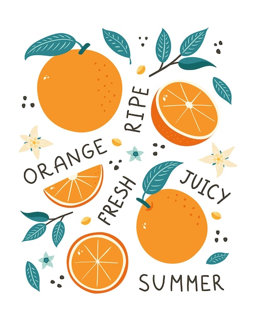 Vektor orange früchte handgezeichnetes poster. zitrusfrüchte, blätter, samen und blüten im doodle-stil, vektorgrafik für banner, hintergrund, menü, marktetikett, design und dekoration von lebensmittelverpackungen, aufkleber, druck.