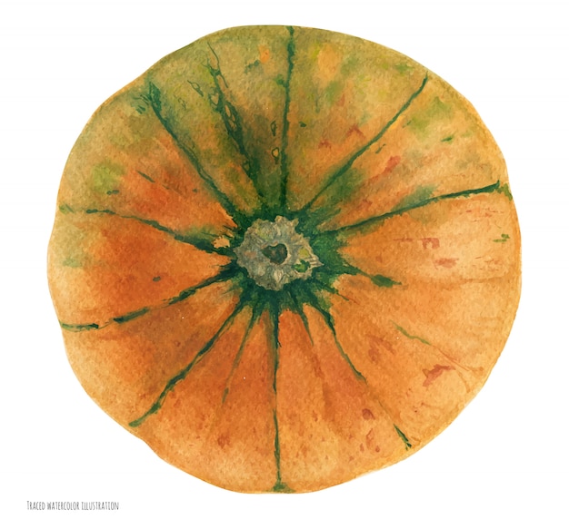 Orange Green Carnival Squash, botanisch realistische Wasserfarbe, nachgezeichnete Illustration