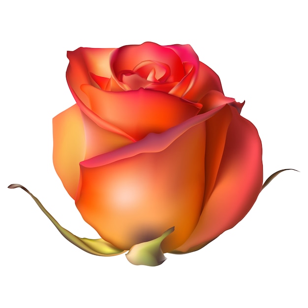 Orange Rose Blume lokalisiert auf weißem Hintergrund.