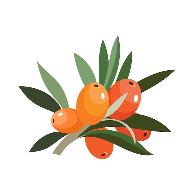 Orange Sanddornbeeren Flat Style Vector Illustration