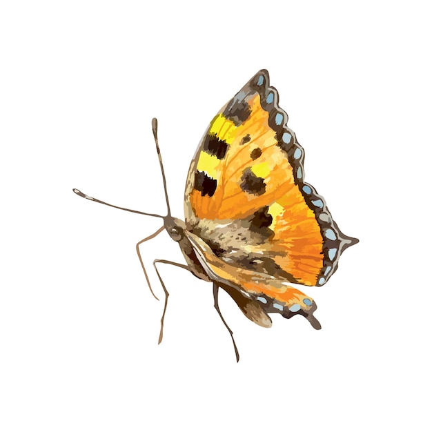 Orange Schmetterling mit schwarzen Flecken sitzend Aquarell Illustration Grußkarten Einladungen Banner