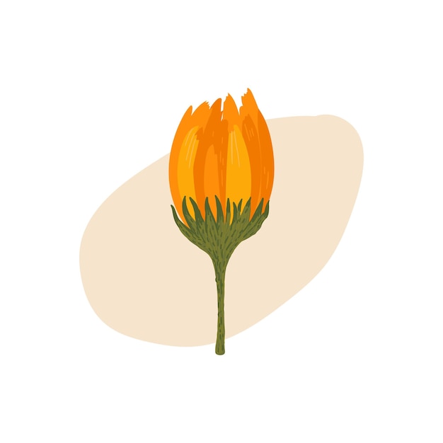 Vektor orangefarbenes knospen-illustrationsposter mit ringelblumenblüten-pflanzenillustration