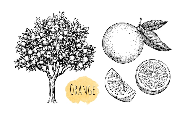 Orangenbaum und Früchte Handgezeichnete Tintenskizze