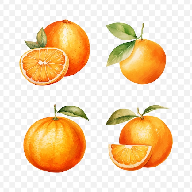 Vektor orangenfrucht-aquarellgrafik transparent isoliert