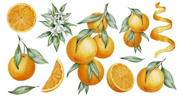Orangenfrüchte-Set Aquarell handgezeichnete Illustration von Mandarinenzweigen mit grünen Blättern und Scheiben von Zitrusfrüchten auf weißem, isoliertem Hintergrund Bündel von Mandarinen für Lebensmitteletiketten oder Menüs