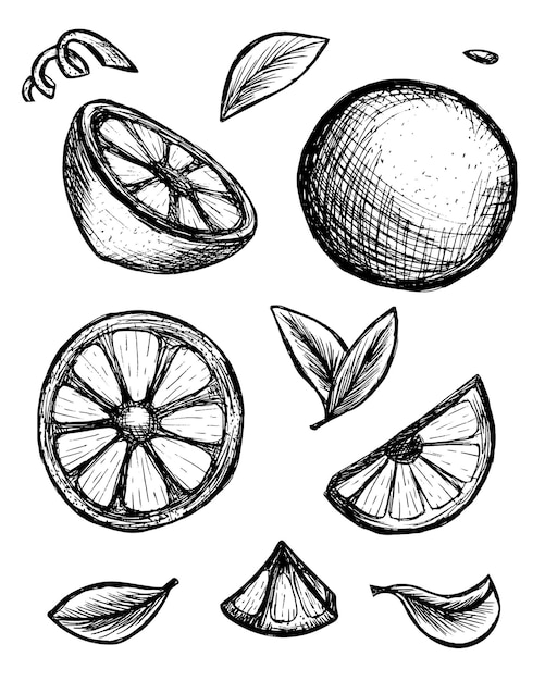 Vektor orangensatz geschnittenes obst handgezeichnete illustration von in scheiben geschnittenen lebensmittelzutaten