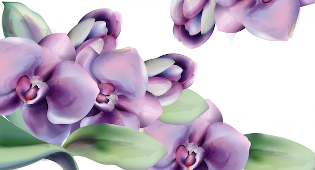 Orchidee blüht Aquarellrahmen