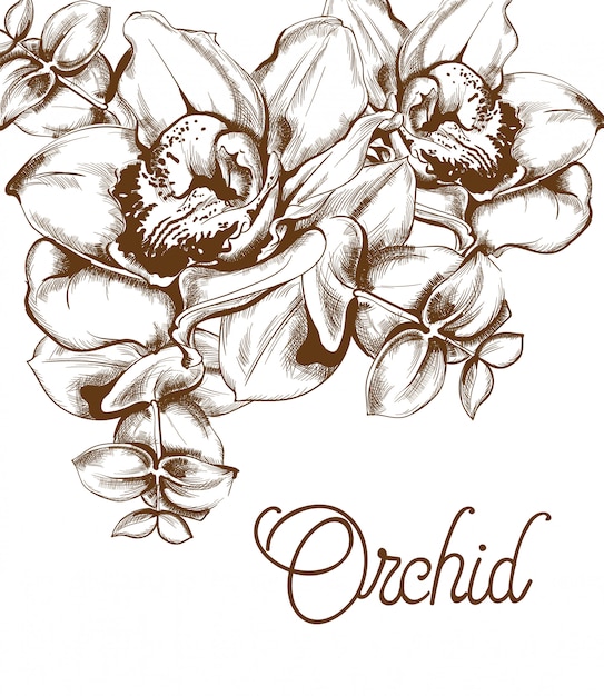 Orchidee blüht Linie Kunst