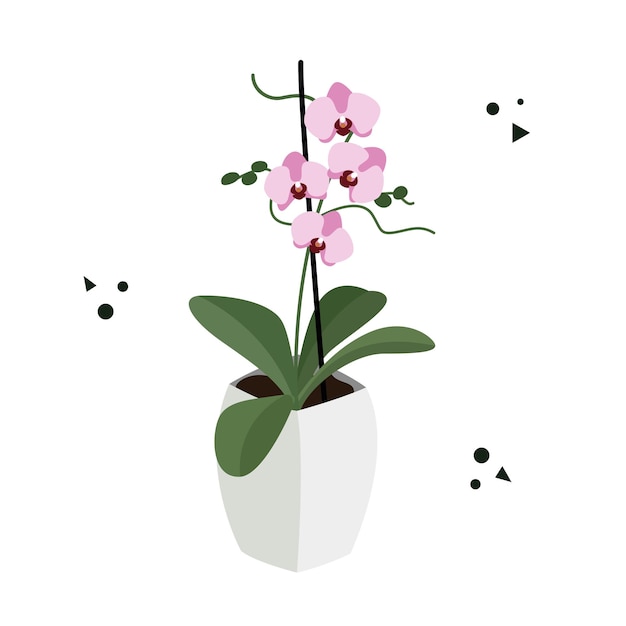 Orchidee in einem Blumentopf isoliert auf weißem Hintergrund. Postkarte mit einer Blume in einem Topf. Flacher Vektor