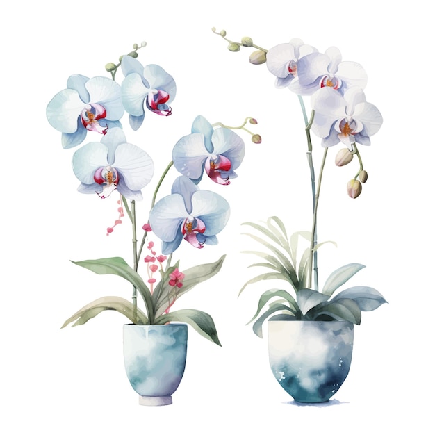 Orchideenblüten-set, aquarell-illustration