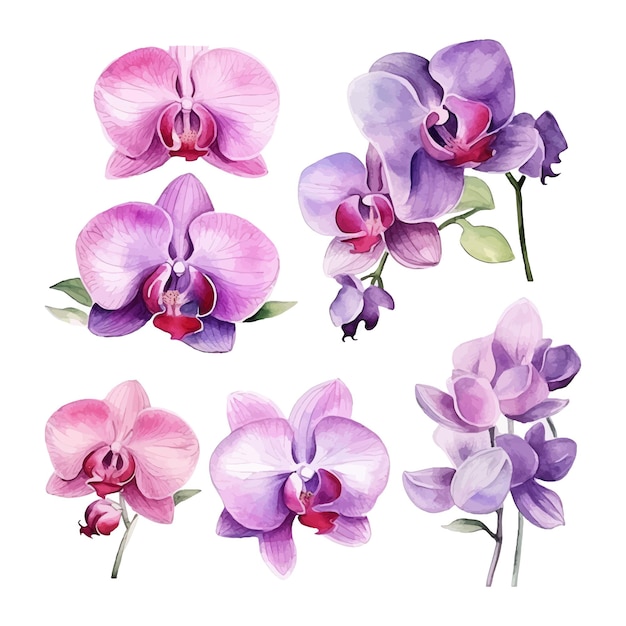 Orchideenblüten-set, aquarell-illustration