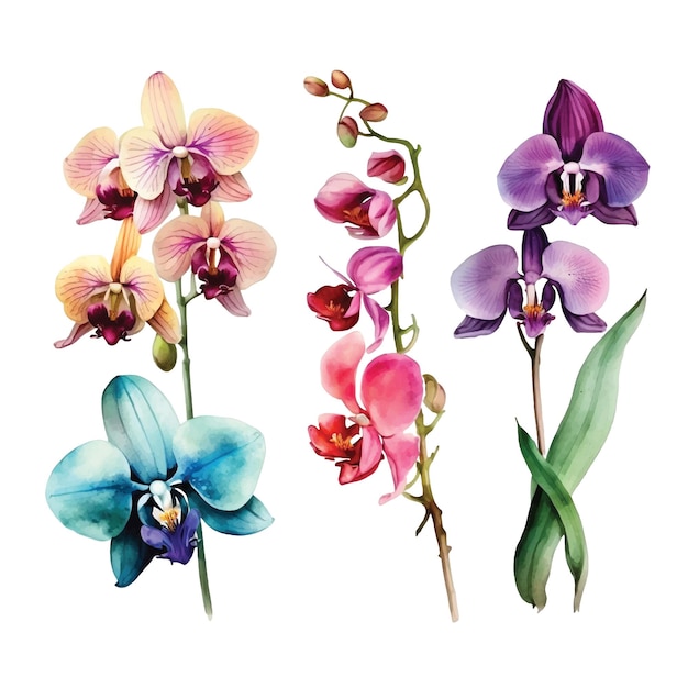 Orchideenblumen-Aquarell-Farbsammlung