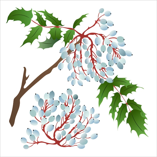 Vektor oregon-traube mahonia aquifolium handgezeichnete botanische vektorillustration