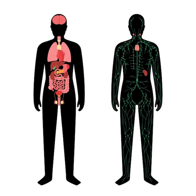 Vektor organe und lymphsystem