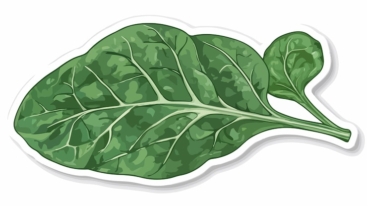 Vektor organische spinatblatt-aufkleber hintergrund-vektor-illustration