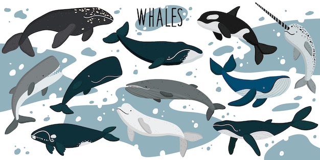 Ozeanwellen wale delfine ozeanhintergrund