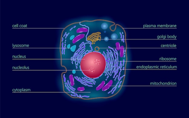 Vektor pädagogik der tierischen menschlichen zellstruktur