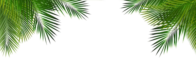 Palm Tree Branch Und Weißer Hintergrund