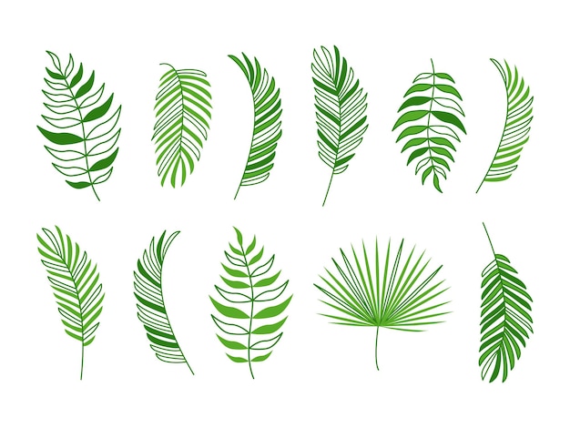 Palmblatt-Vektorsymbol Kokosnussbaum grüner Zweig Dschungel Feder Pflanze Set Sommer tropischer Baum