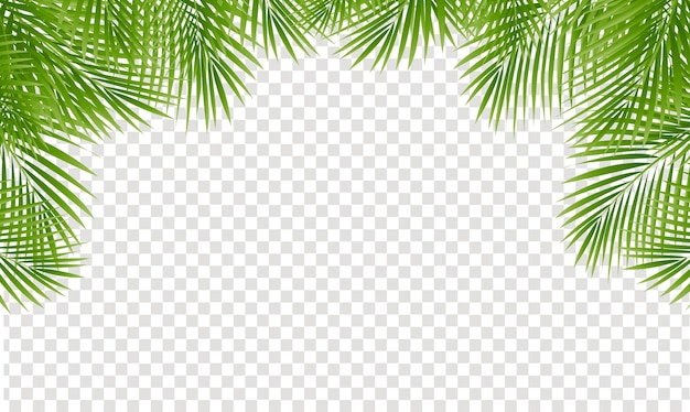 Palme Blätter Blätter Rahmen isoliert und transparenten Hintergrund