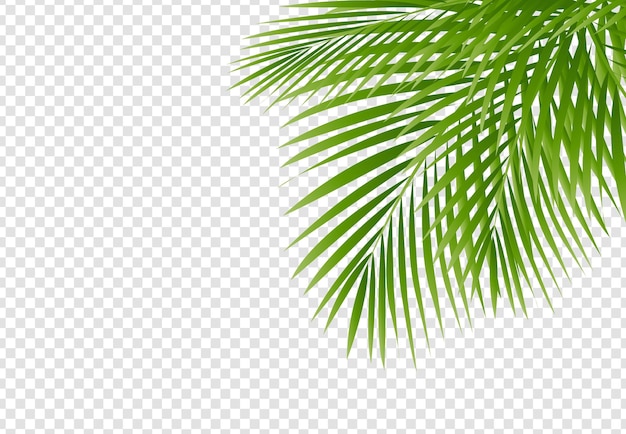 Palme Grenze isoliert transparenten Hintergrund