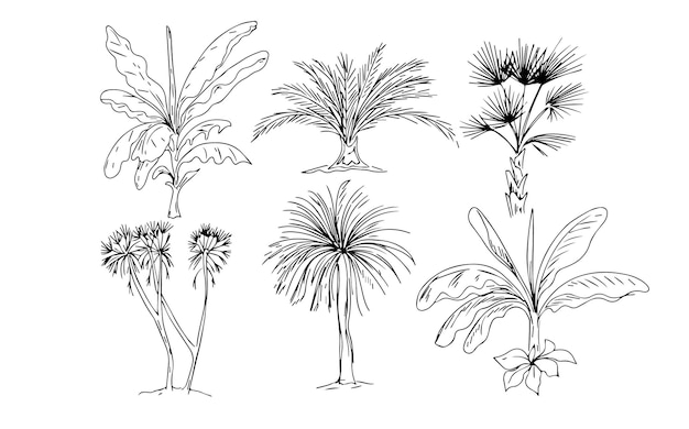 palmen tropische pflanzen grafische illustration handgezeichnete bäume afrika satz isoliert auf weiß