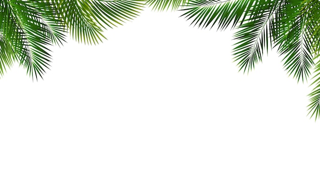 Palmzweig und isolierter weißer Hintergrund