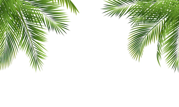 Palmzweigrand mit weißem Hintergrund