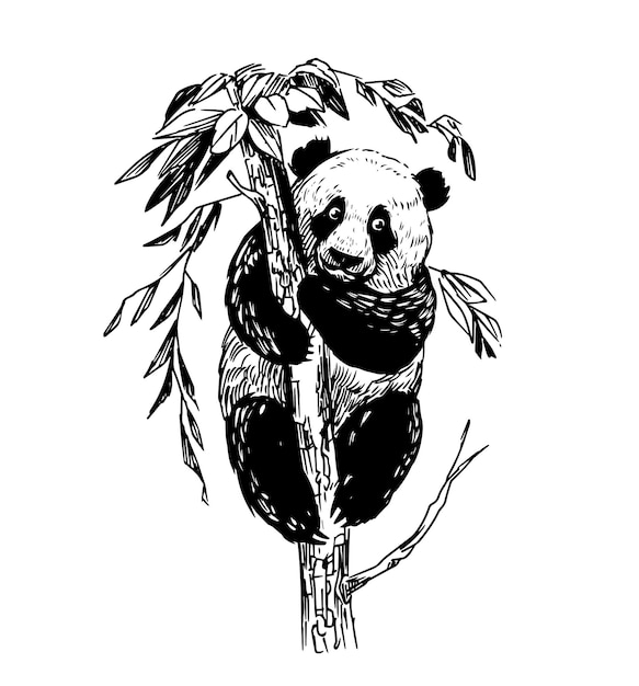 Panda-Skizze Vektor-Illustration auf transparentem Hintergrund