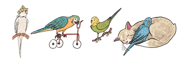 Vektor papageien, vögel, haustiere, vektorillustrationen