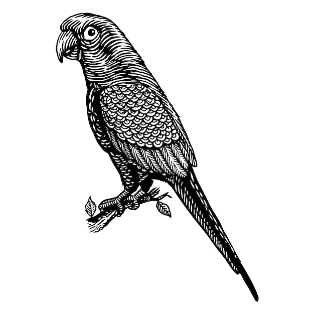 Papageienvogel-gravurillustration