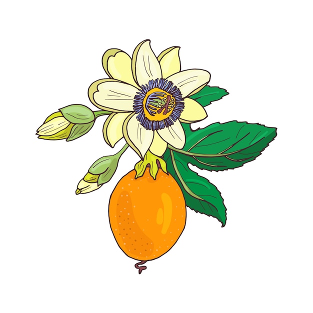 Passionsblume passiflora, passionsfrucht auf einem weißen hintergrund. exotische blume, knospe und blatt. sommerillustration für drucktextil, stoff, geschenkpapier.