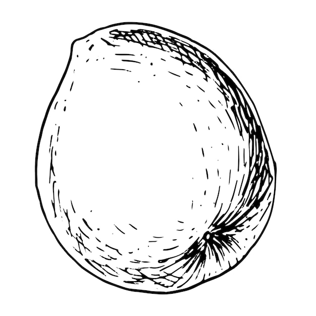 Passionsfrucht isoliert auf weißem Hintergrund Tropische Frucht Maracuja handgezeichnete Vektorgrafik