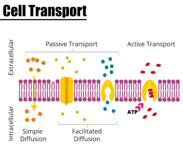Passiver vs. aktiver Zelltransport Vektorgrafik Didaktische Darstellung