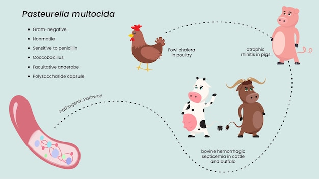 Pasteurella multocida (vogelcholera) infografik