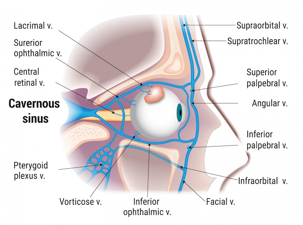 Pathogenese der kavernösen Sinusthrombose