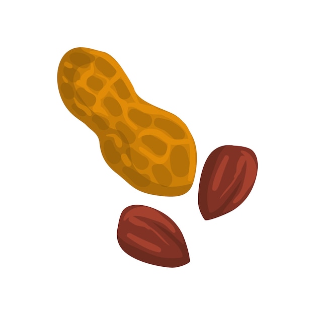 Peanut-nährstoff-naturprodukt-vektor illustration isoliert auf weißem hintergrund