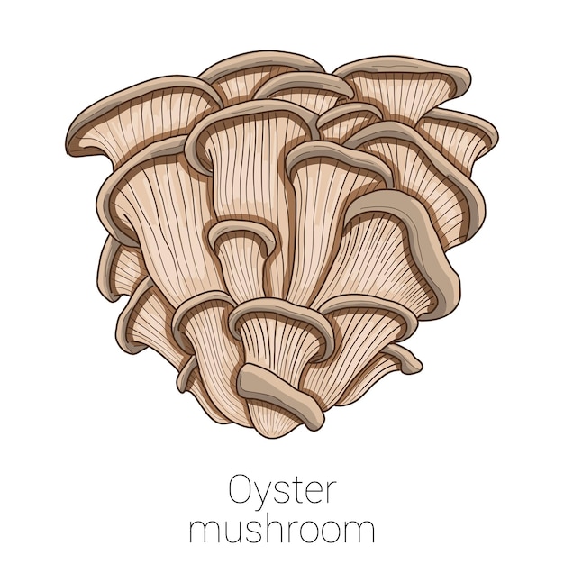 Pearl oyster medizinische pilz-bunte vektor-illustration