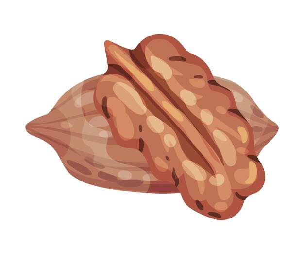 Pecan-Kernel isoliert auf weißer Vektorillustration