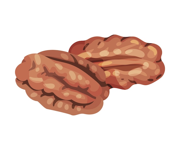 Vektor pecan-kernel isoliert auf weißer vektorillustration