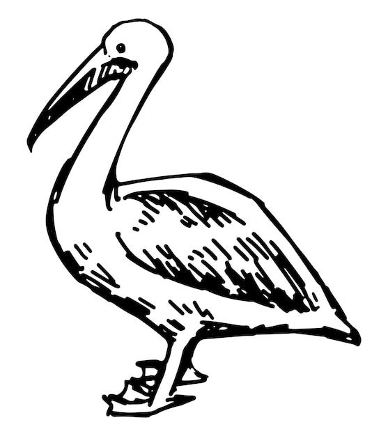 Pelikan tropischer vogel clipart einzelnes doodle von exotoc-wildtieren isoliert auf weißem handgezeichnete vektorgrafik im gravierstil