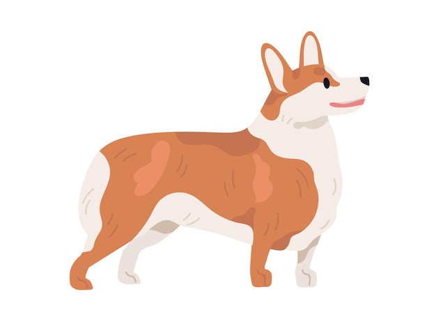 Vektor pembroke-walisercorgi-profil. kurzbeiniger hütehund. kleines entzückendes hündchen, das auf weißem hintergrund steht. realistisches reinrassiges haustier. isolierte flache vektorillustration.